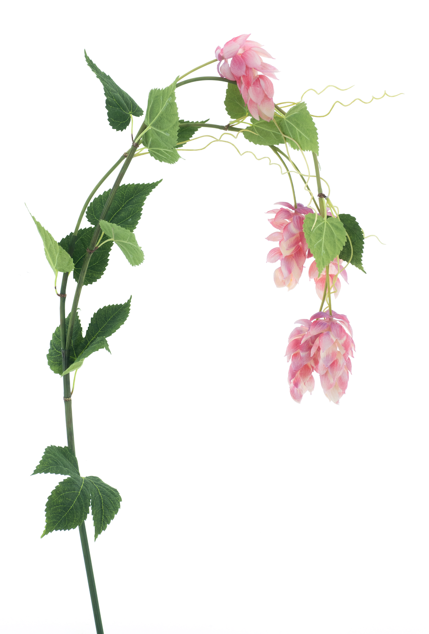 https://www.warentuin.nl/media/catalog/product/S/C/SCAN8505496955077_nova_nature_kunstbloemen_hop_flower_spray_pink__62a0.png