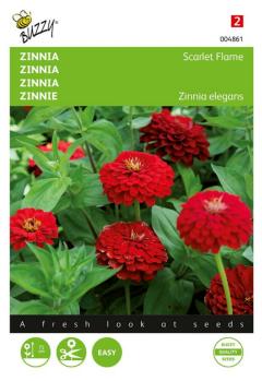 https://www.warentuin.nl/media/catalog/product/S/C/SCAN8711117048619_zaden_zinnia_scarlet_flame_1_gram_buzzy_seeds_7cb2.jpg