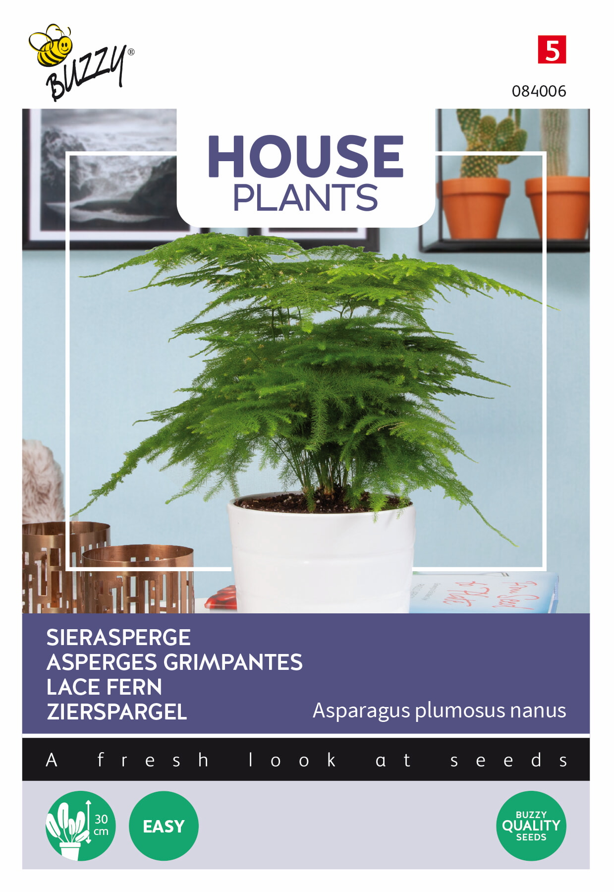 Buzzy® House Plants Asparagus, Sierasperge