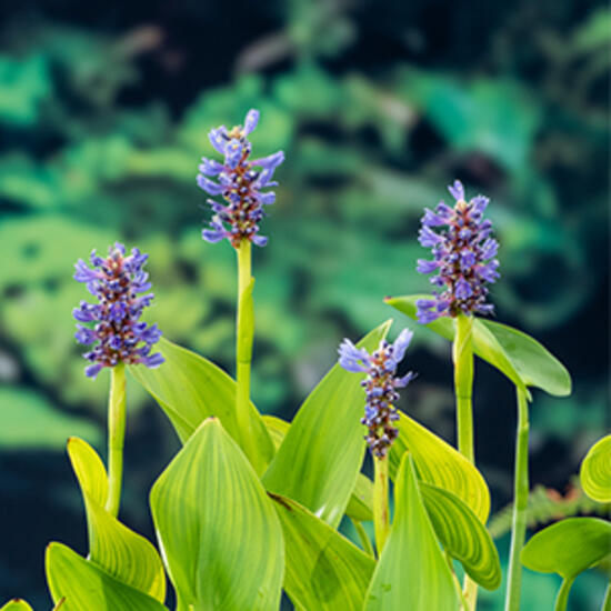 Moerings Pontederia cordata vijverplant Moerashyacint  - 