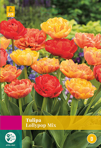Tulipa Lollypop mix, 10 bloembollen