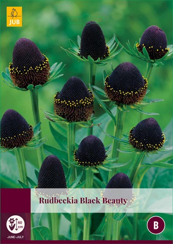 Rudbeckia Black Beauty - JUB