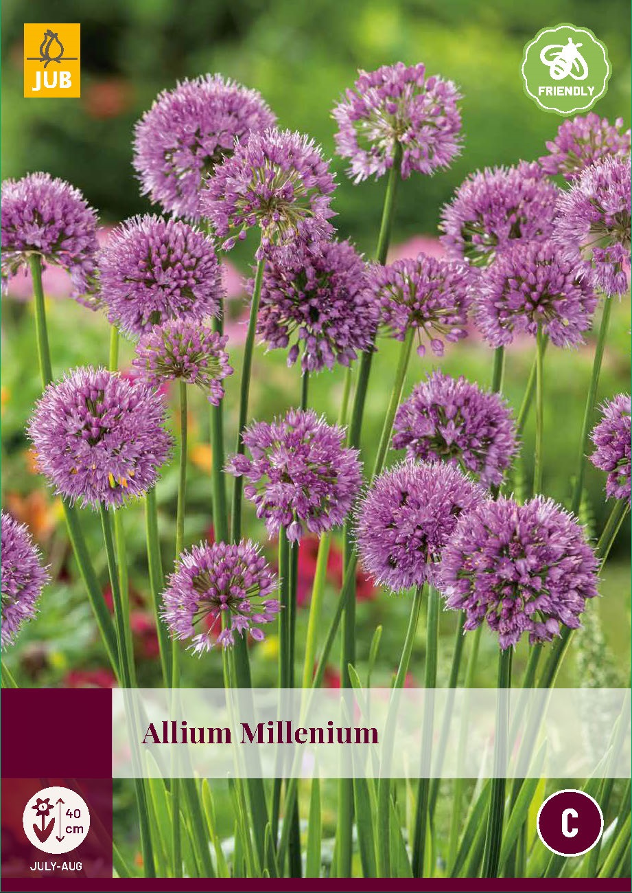 Allium millenium plant - JUB