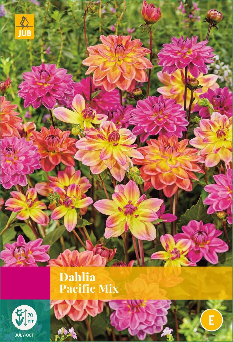Dahlia pacific mix - 3st - Bloembollen - JUB Holland