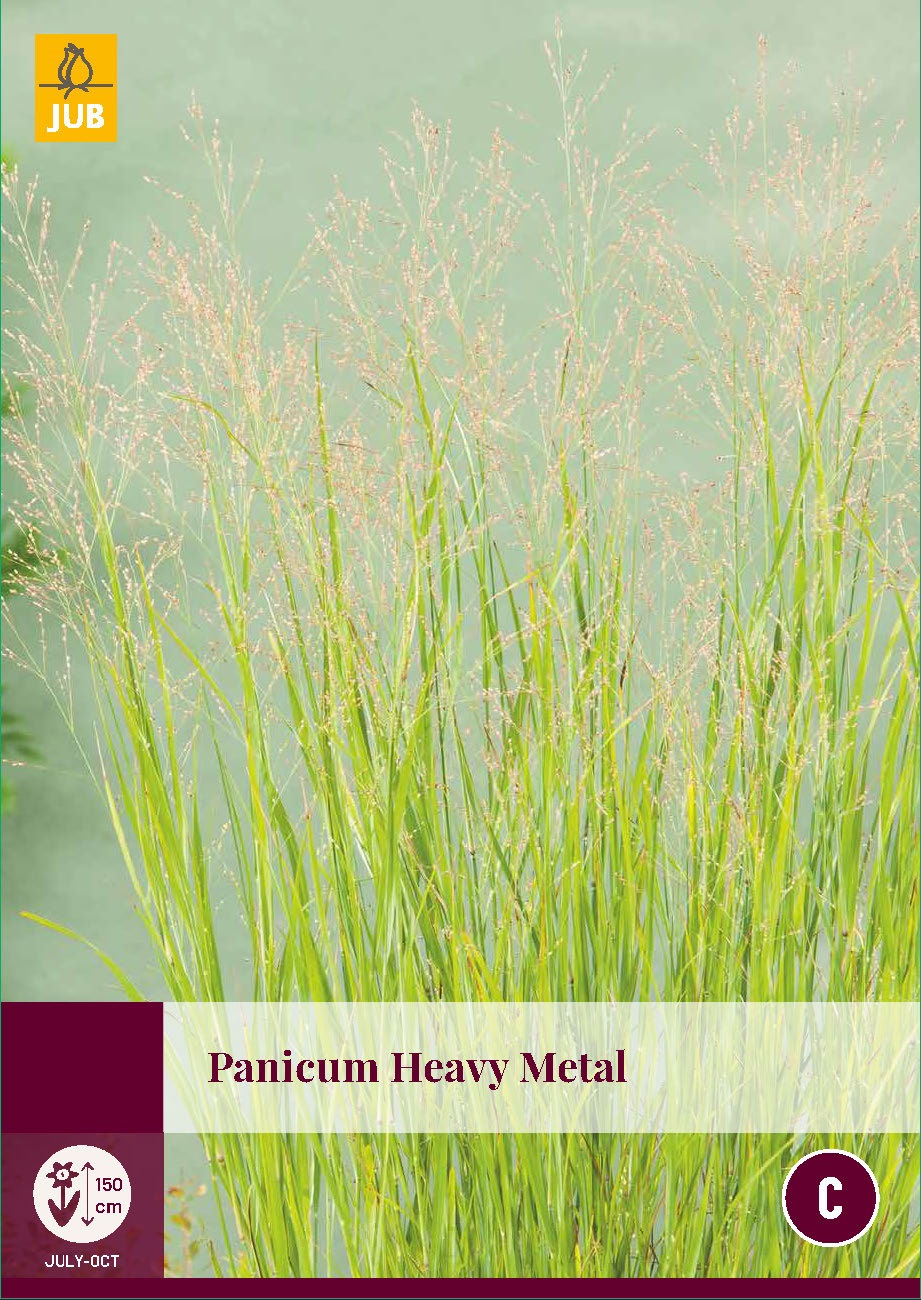 Panicum heavy metal siergras - JUB