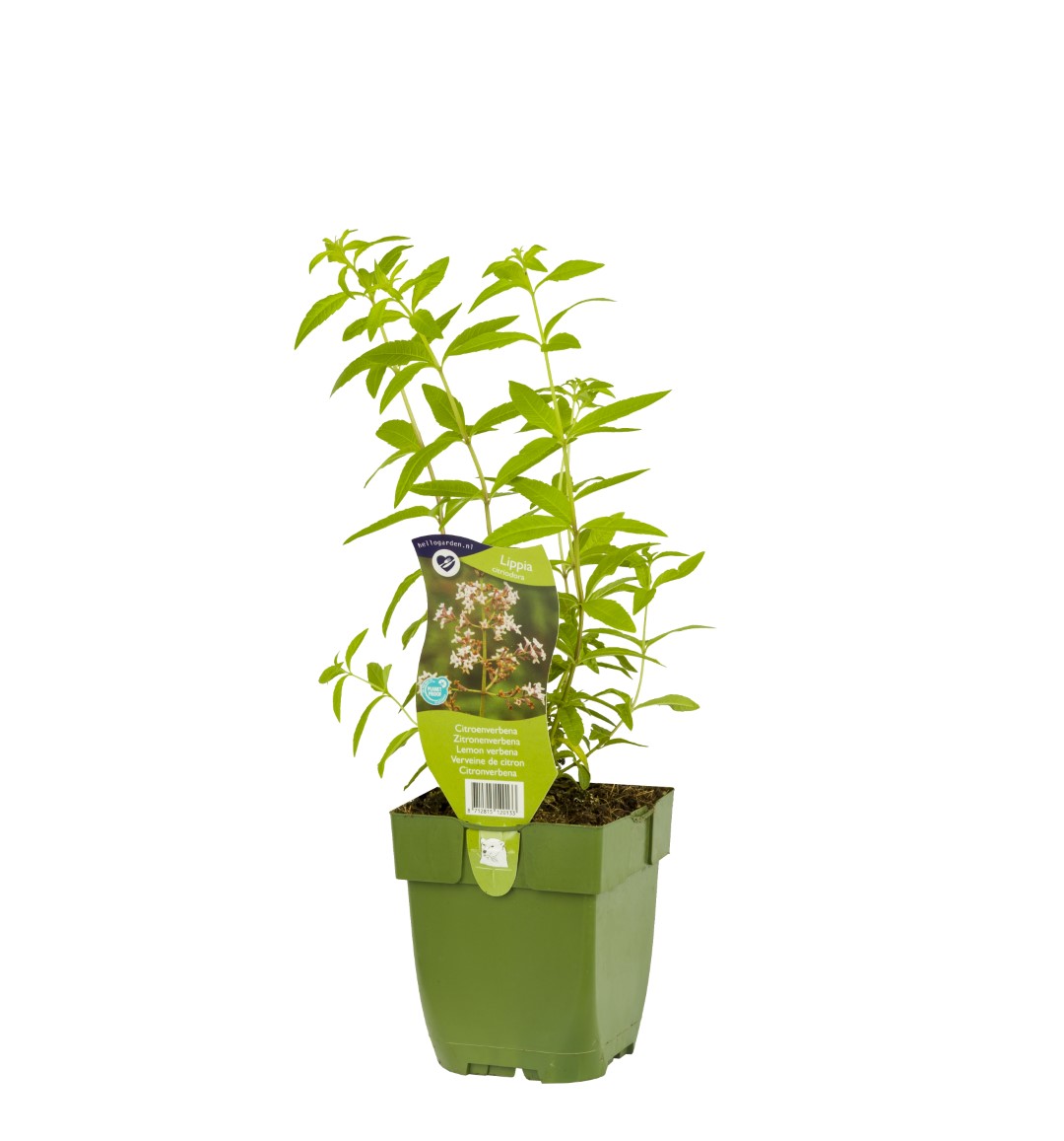 Citroenverbena kruid Lippia citriodora - Griffioen