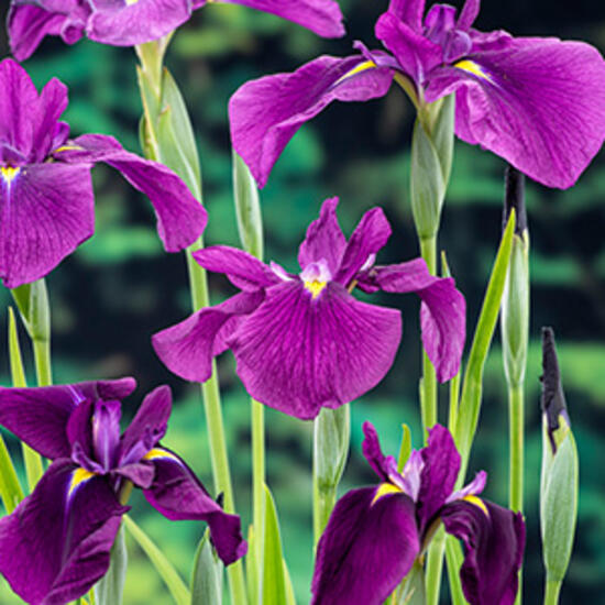 Moerings Iris kaempferi - 