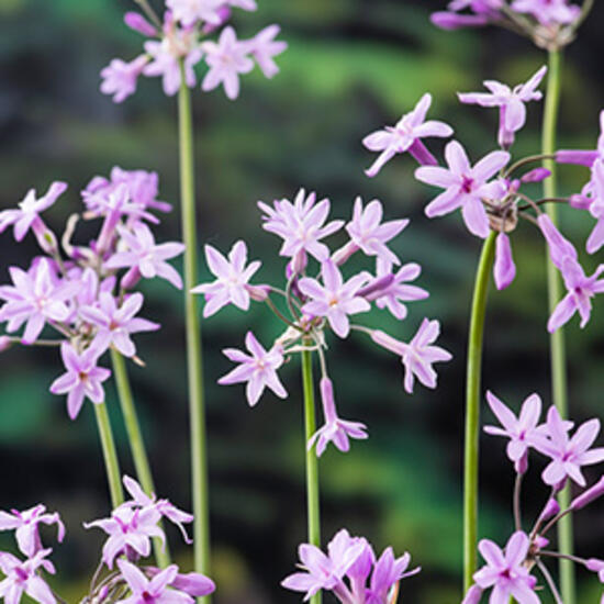 https://www.warentuin.nl/media/catalog/product/S/C/SCAN8712815759609_moerings_planten_thulbachia_violance_planten_in_fac5.jpg