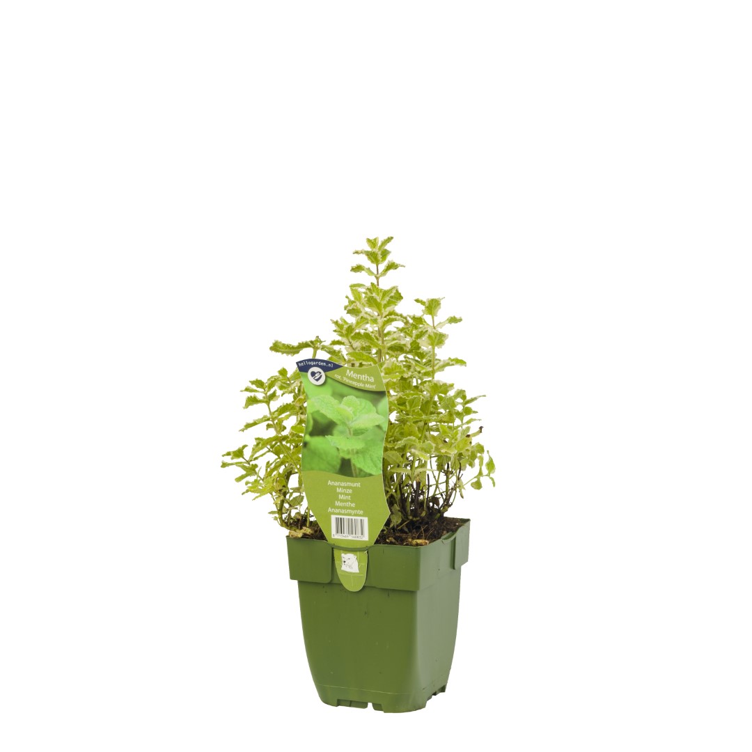 https://www.warentuin.nl/media/catalog/product/S/C/SCAN8713469560832_griffioen_kruiden_ananasmunt_mentha_rotundiflora_c511.jpg