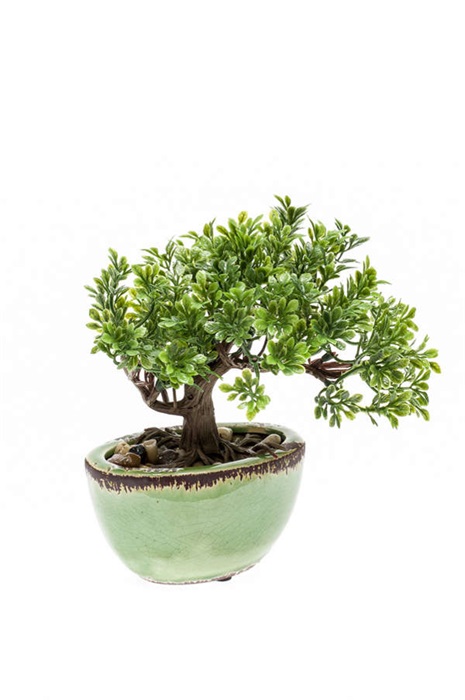 https://www.warentuin.nl/media/catalog/product/S/C/SCAN8714344265125_de_driesprong_bonsai_zijdeplant_mini_bonsai_ficus_4a4c.jpeg