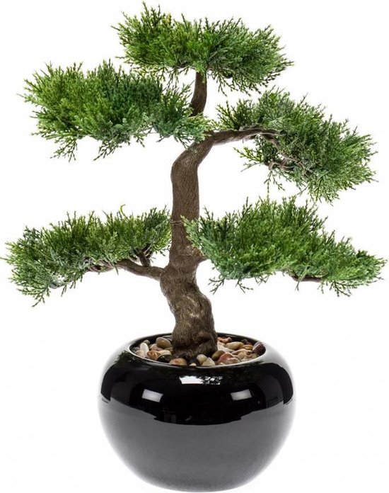 https://www.warentuin.nl/media/catalog/product/S/C/SCAN8714344265194_de_driesprong_bonsai_zijdeplant_mini_bonsai_eff3.jpeg