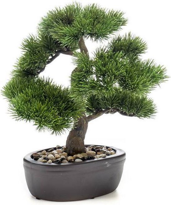 https://www.warentuin.nl/media/catalog/product/S/C/SCAN8714344289596_de_driesprong_bonsai_zijdeplant_bonsai_pinus_42c5.jpeg