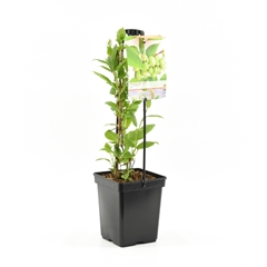 https://www.warentuin.nl/media/catalog/product/S/C/SCAN8717755063328_fruithof_boom_en_plant_actinidia_arguta_issai_zelfbestuivende_2b03.jpg
