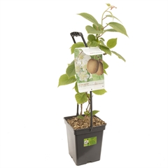 https://www.warentuin.nl/media/catalog/product/S/C/SCAN8717755067135_fruithof_boom_en_plant_actinidia__huwelijk__atlas_x_hayward_i_3113.jpg