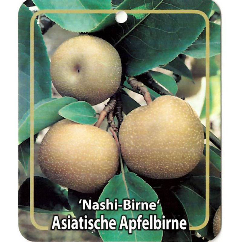 https://www.warentuin.nl/media/catalog/product/S/C/SCAN9900201484384_oosterik_home_fruitbomen_fruitboom_pyrus_pyriufolia_nashi_bir_fb0f.jpg
