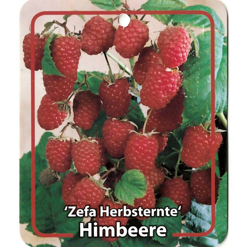 Rubus Idaeus Zefa Herbsternte - Oosterik Home