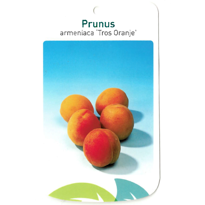 https://www.warentuin.nl/media/catalog/product/S/C/SCAN9900701484384_oosterik_home_fruitbomen_fruitboom_prunus_armeniaca_tros_oran_52e0.jpg