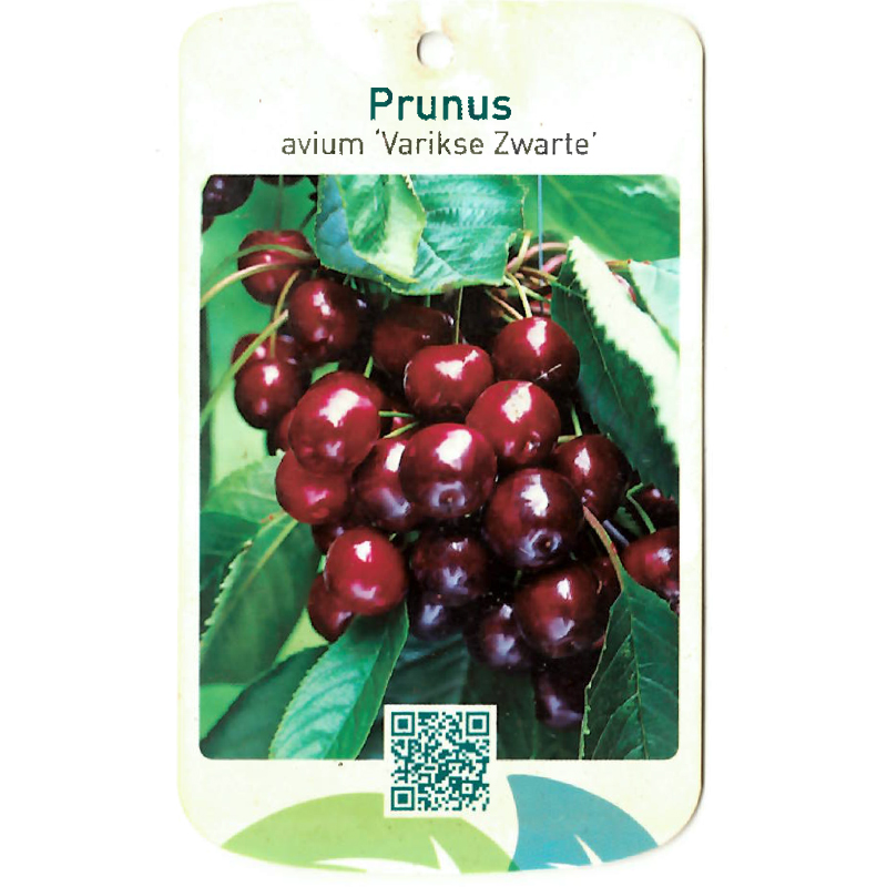 Prunus Avium Varikse Zwarte