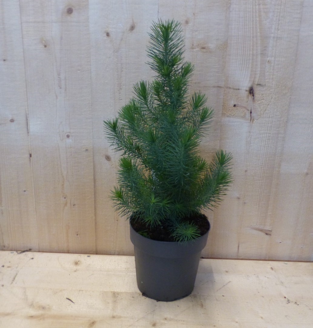 Conifeertje boompje pinus pinea silver crest 40 cm bladhoudend - Warentuin Natuurlijk