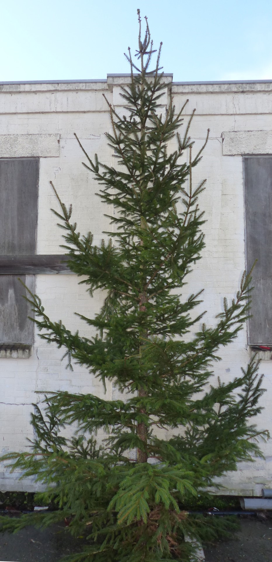 Gewone gezaagde kerstboom Picea Abies Fijnspar XXXL 300-400 cm - Warentuin Natuurlijk