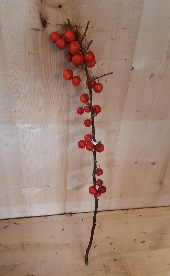 Kerstgroen 1 tak met appeltjes - Warentuin Natuurlijk
