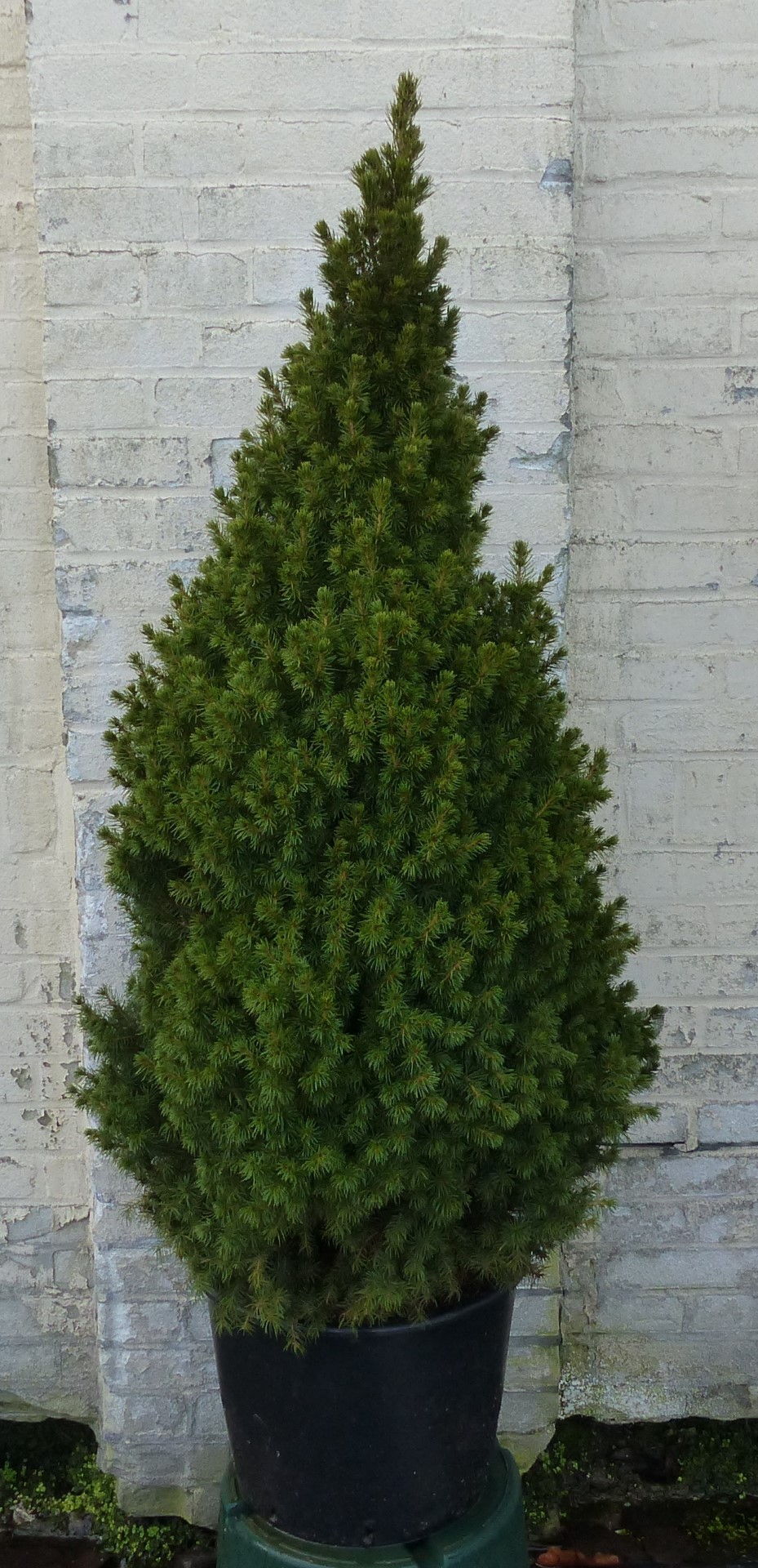 Gewone kerstboom in pot Picea Conifeer 100-150 cm - Warentuin Natuurlijk