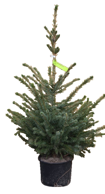 Kerstboom Warentuin Picea Omorika 40 - 60 cm in pot - Warentuin Natuurlijk