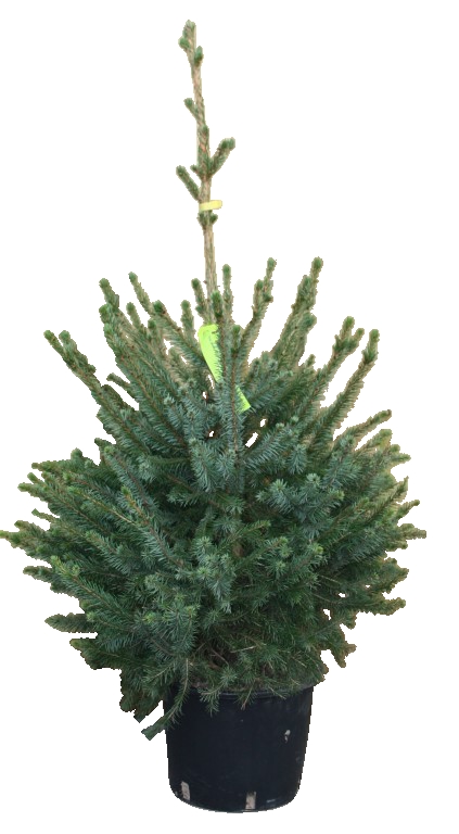 Kerstboom Warentuin Picea Omorika 60 - 80 cm in pot - Warentuin Natuurlijk