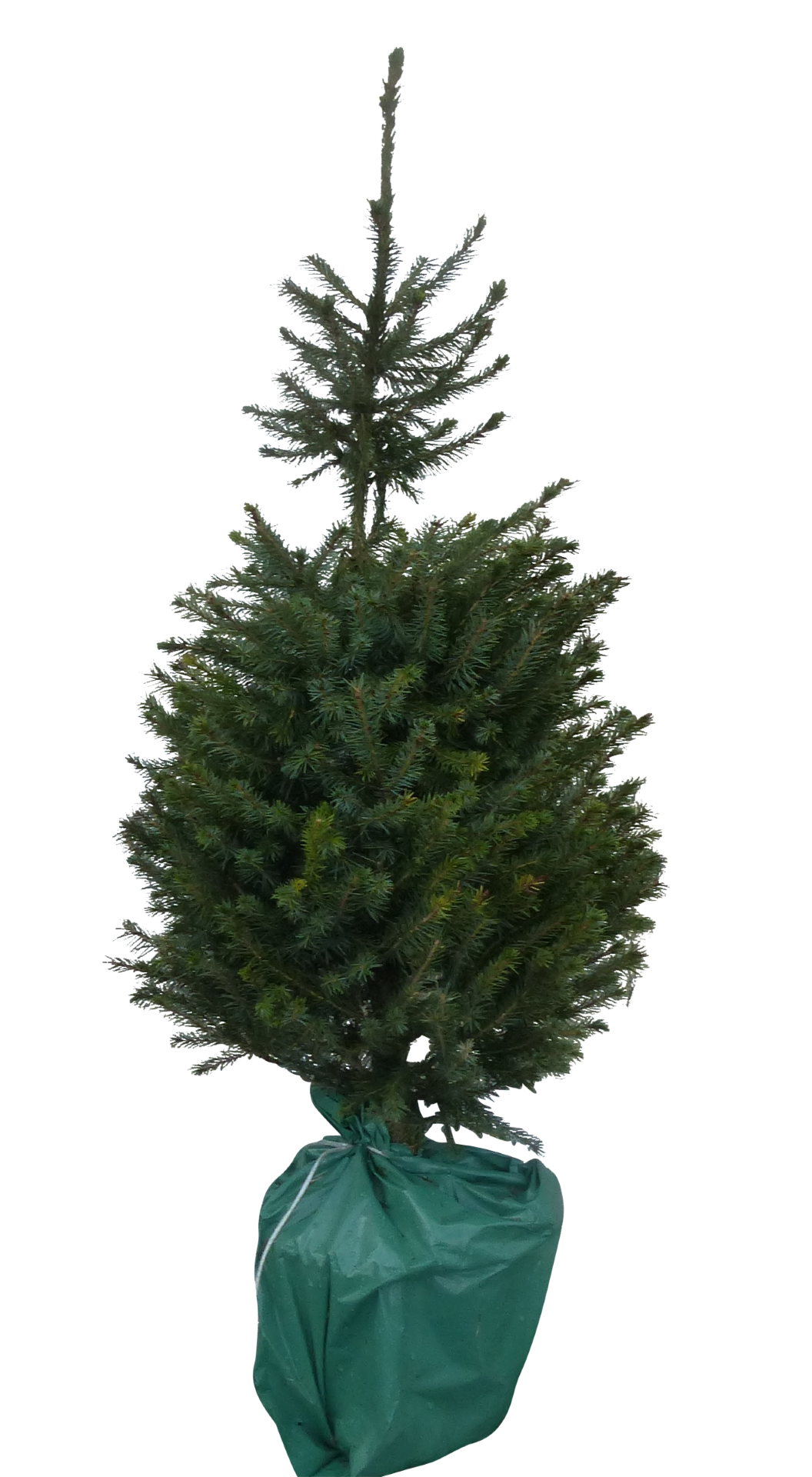 Kerstboom Warentuin Picea Omorika 80 - 100 cm in pot - Warentuin Natuurlijk