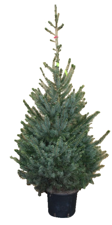 Kerstboom Warentuin Picea Omorika 125 - 150 cm in pot - Warentuin Natuurlijk