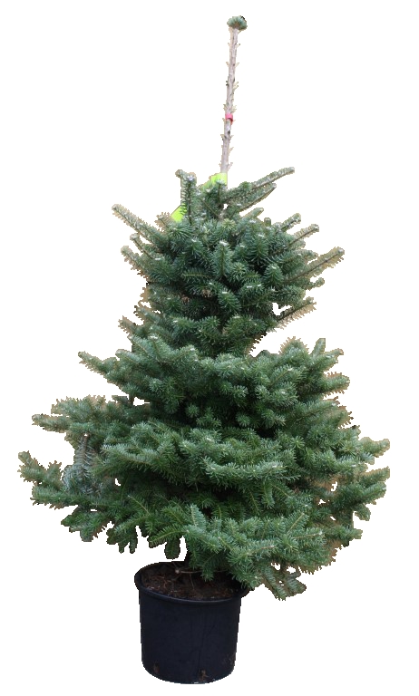 Kerstboom Warentuin Abies Koreana 60 - 80 cm - Warentuin Natuurlijk