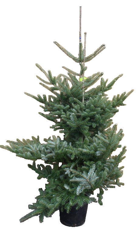 Kerstboom Warentuin Abies Koreana 80 - 120 cm - Warentuin Natuurlijk