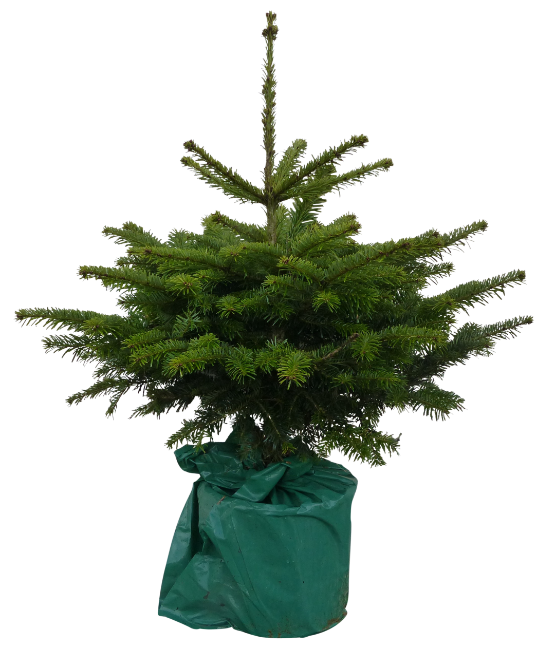 Kerstboom Warentuin Picea Pungens 60 - 80 cm in pot - Warentuin Natuurlijk