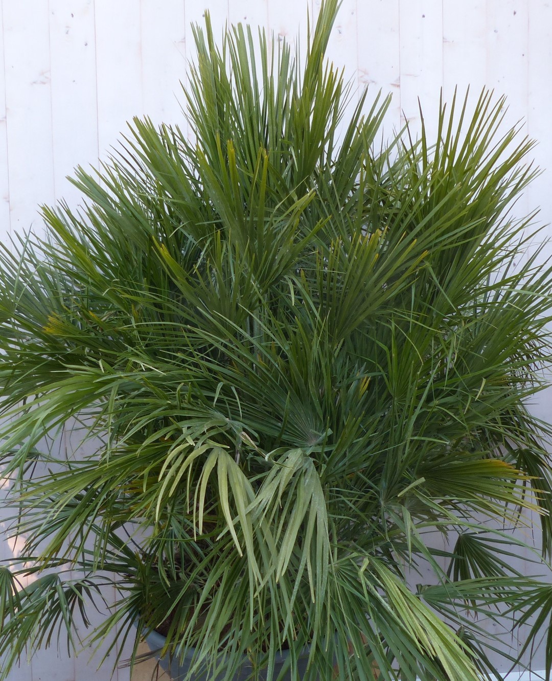 winterharde palmboom chamaerops humilis 160 cm hoog