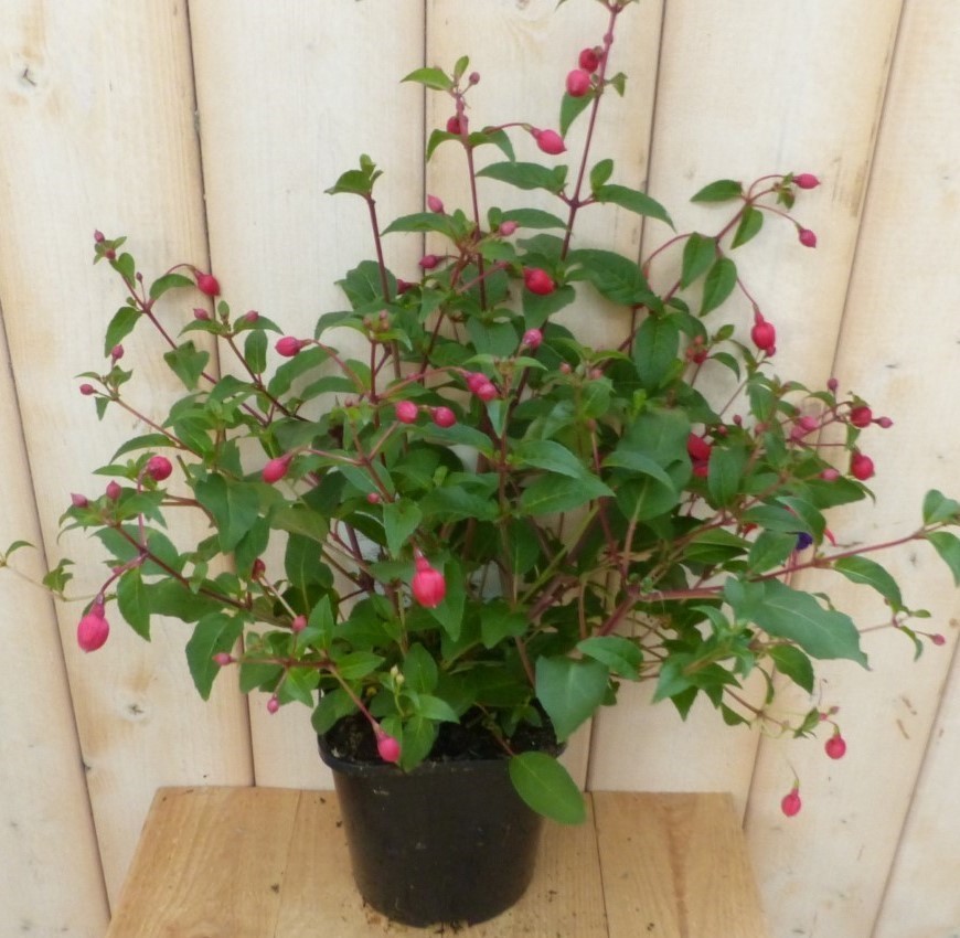 Warentuin Natuurlijk Fuchsia Donker-roze