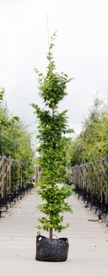Haagbeuk laagstam - ‘Carpinus betulus’ 200 - 300 cm totaalhoogte (6 - 10 cm stamomtrek)