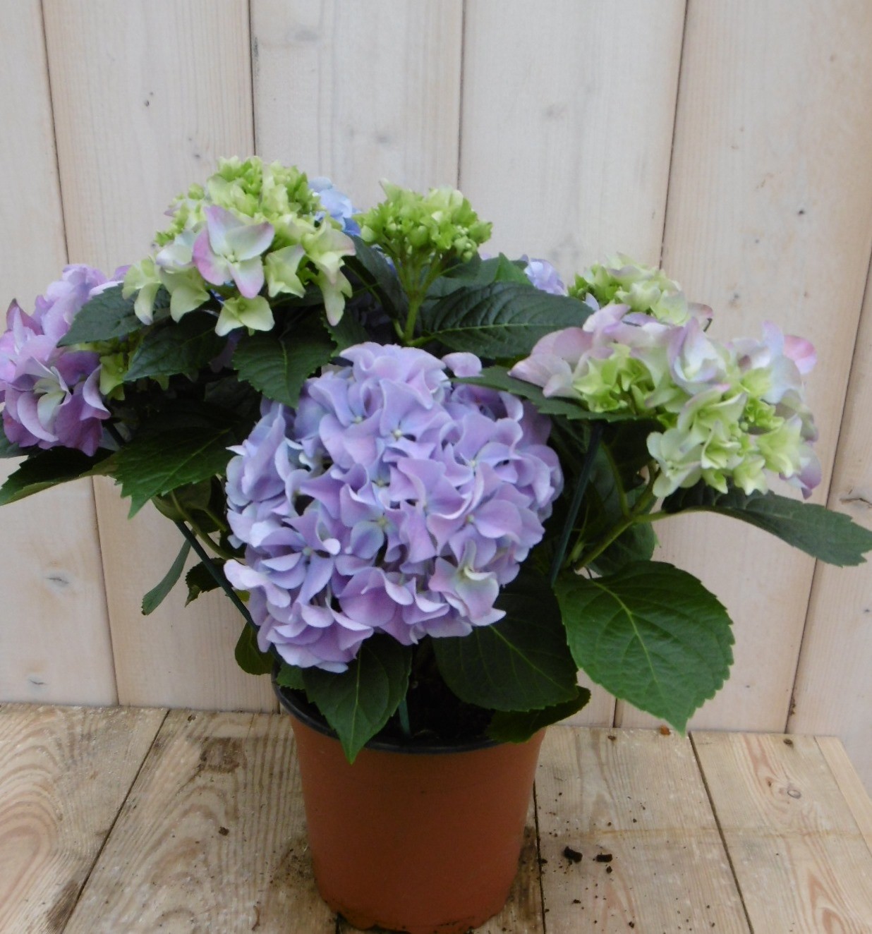 Hortensia Blauw 30 - 40 cm 4 tot 6 bloemen - Warentuin Natuurlijk
