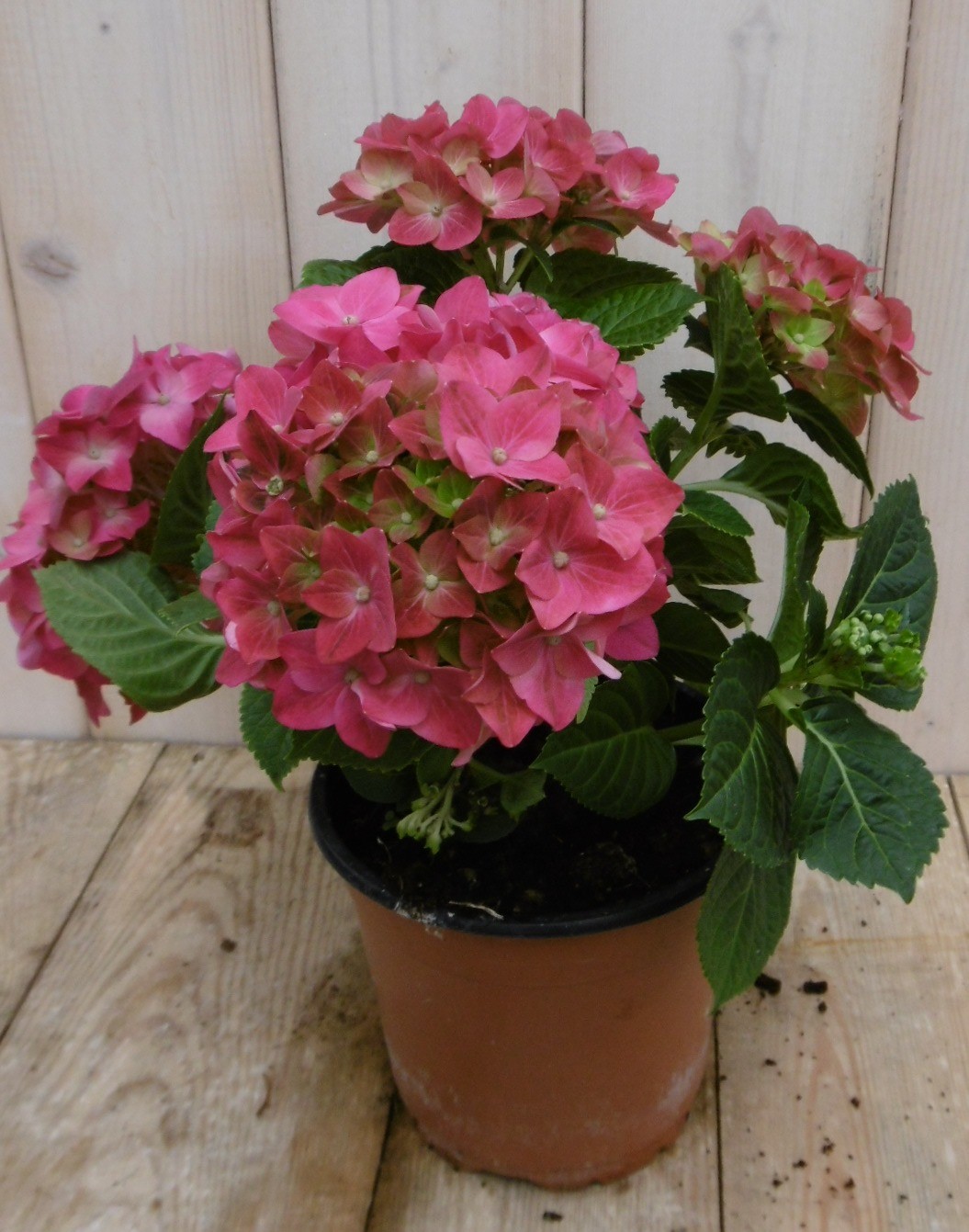 Hortensia Roze 30 - 40 cm 4 tot 6 bloemen - Warentuin Natuurlijk