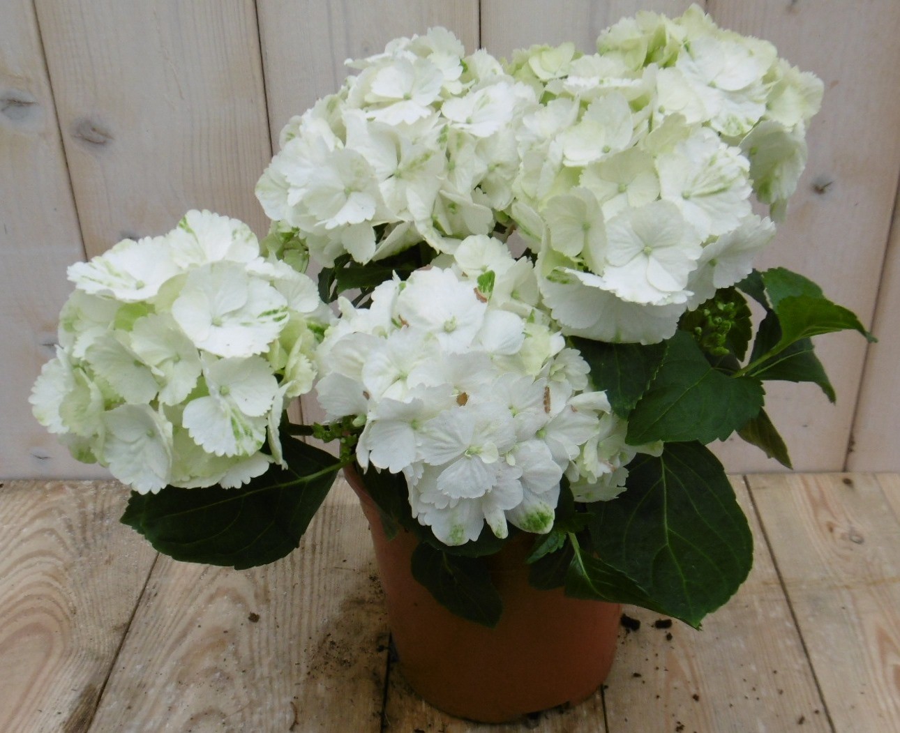 Hortensia Hydrangea Wit 30 - 40 cm 4 tot 6 bloemen - Warentuin Natuurlijk