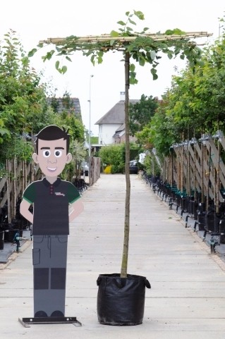 Linde vierkant dak Tilia europea h 230 cm st. omtrek 12 cm st. h 220 cm Warentuin Natuurlijk