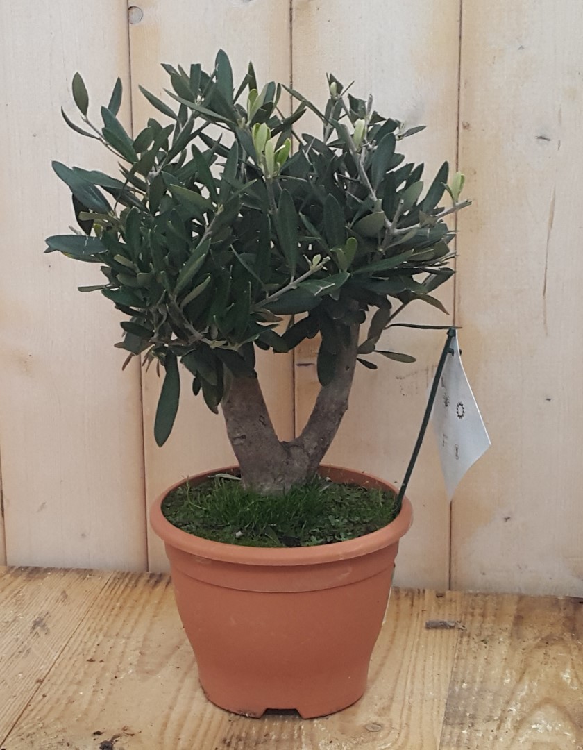 Olijfboom Olea Europaea 40 cm - Warentuin Natuurlijk