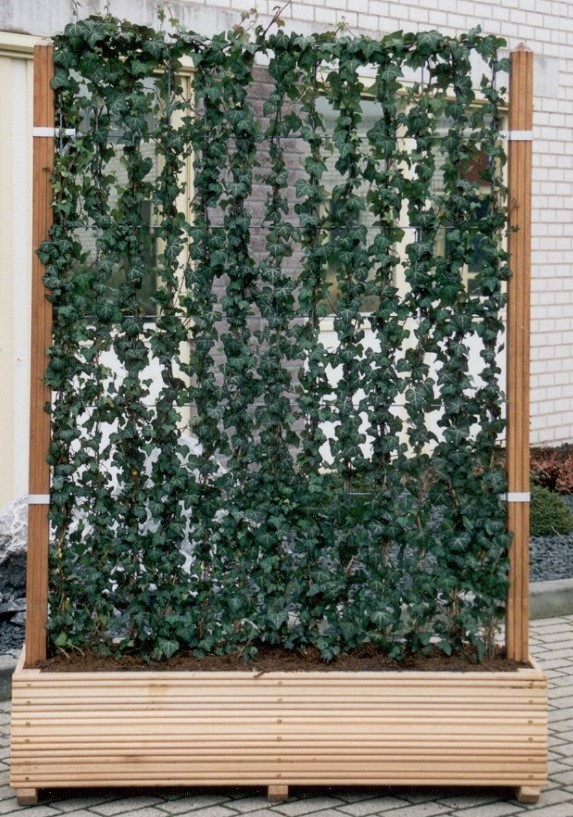 Kant & klaar haag met hardhout bak groot Hedera helix Woerner 100 cm - Mobilane