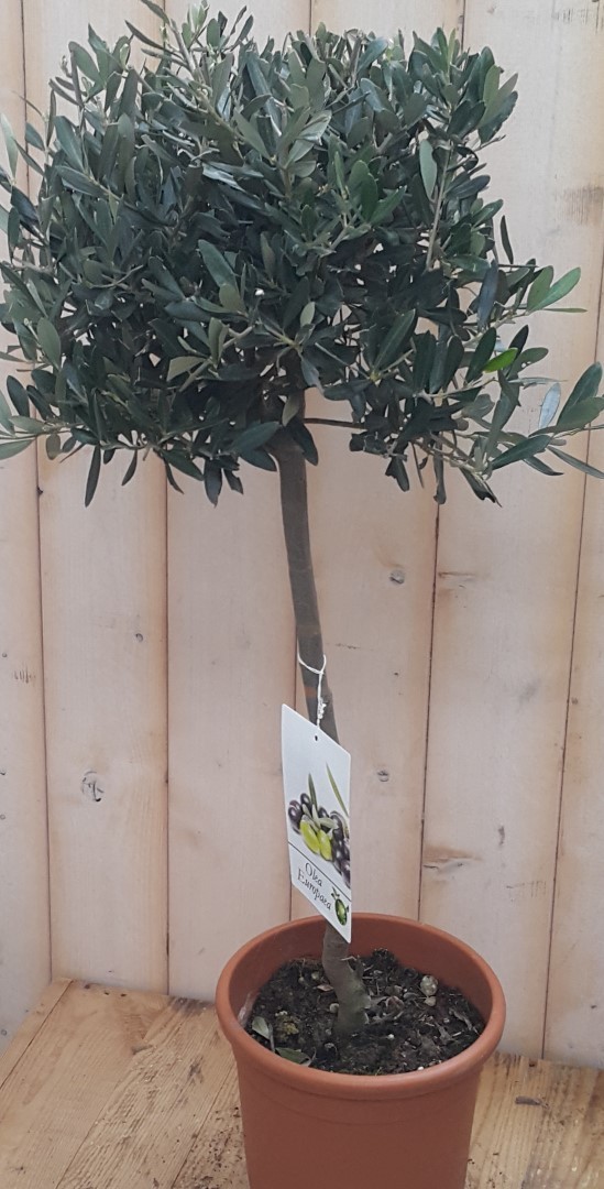 Olijfboom Olea 100 cm - Warentuin Natuurlijk