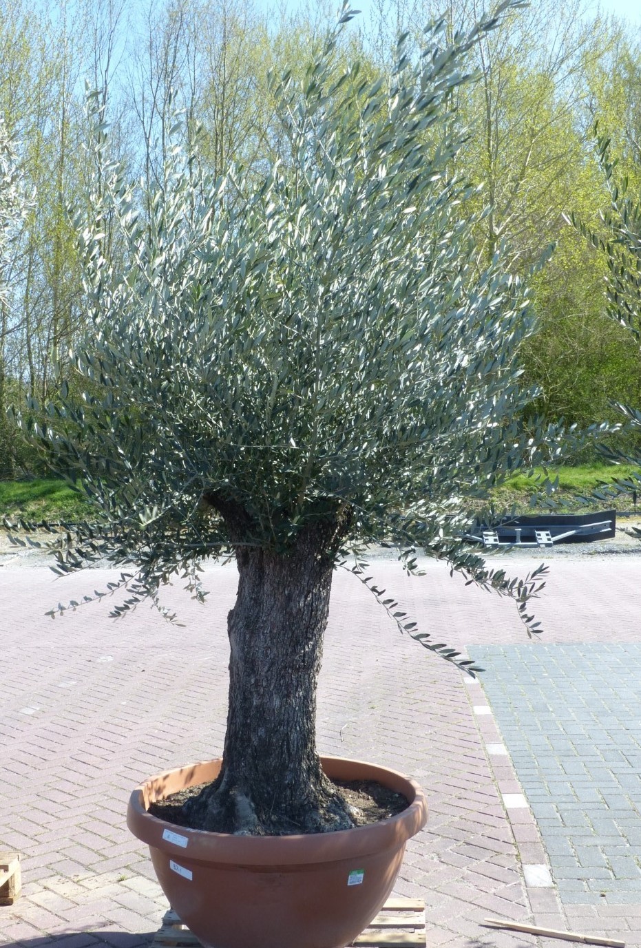 Olijfboom Olea stamhoogte 80 cm en boomhoogte 200 cm Dikke oude Stam - Warentuin Natuurlijk