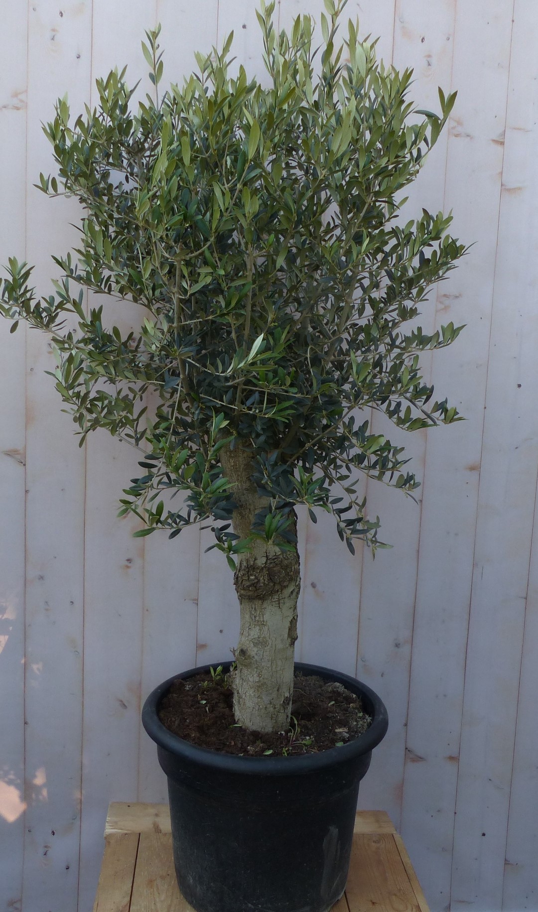 Olijfboom Olea stamhoogte 50 cm en boomhoogte 150 cm Redelijk Dikke Stam - Warentuin Natuurlijk