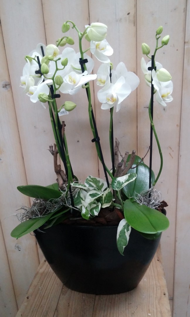 Orchidee Phalaenopsis Wit 4 stelen Waterntuin Natuurlijk Warentuin Natuurlijk