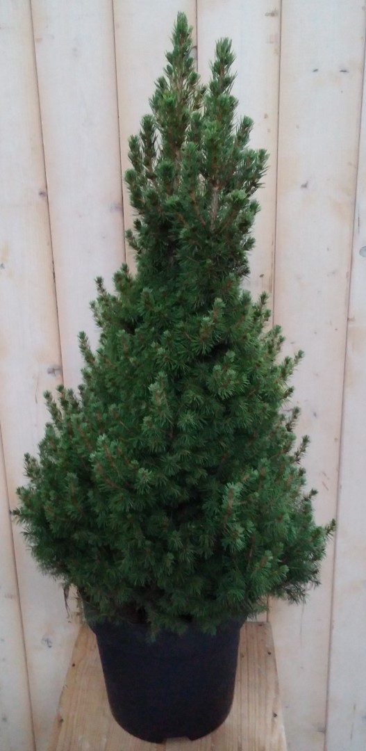 Conifeer Picea 100 cm