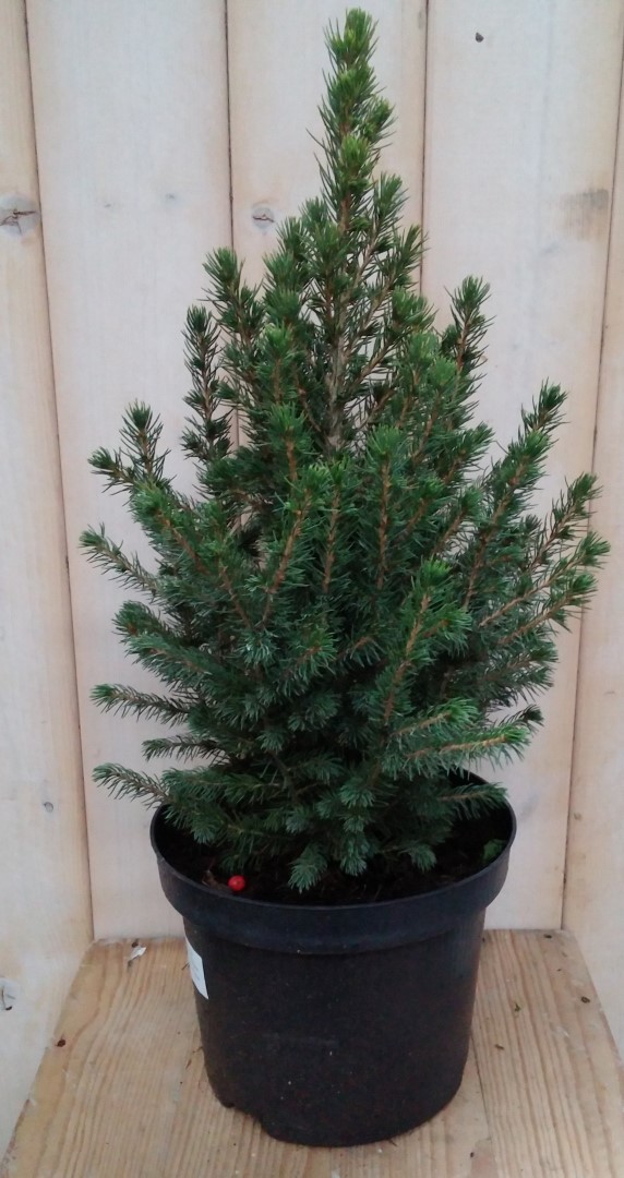 Conifeer Picea 30 cm