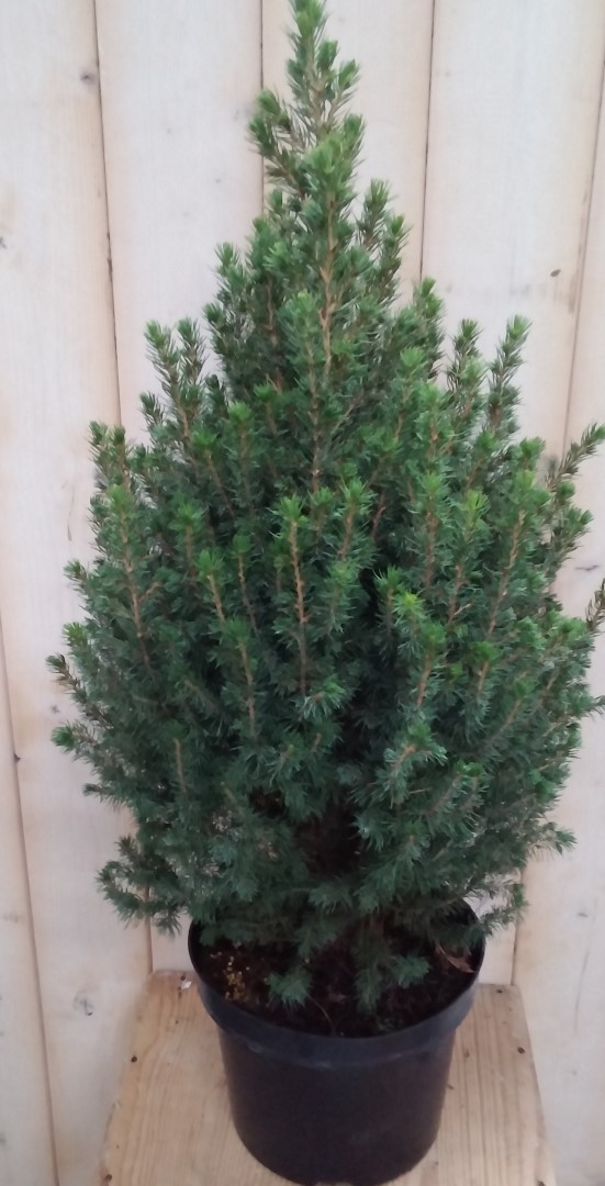 Conifeer Picea 70 cm - Warentuin Natuurlijk