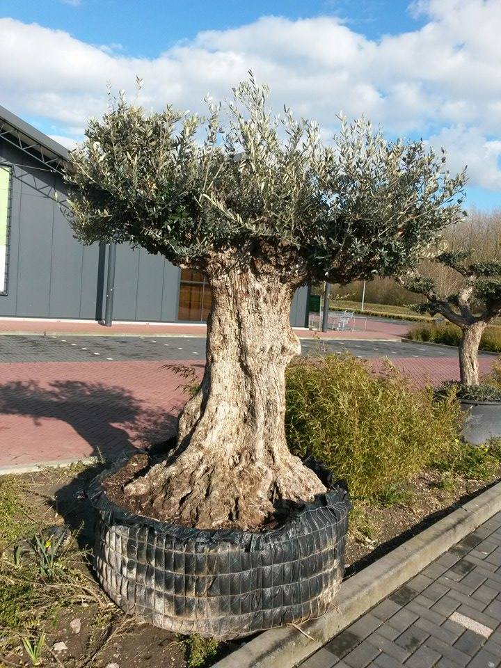 Reuze Olijfboom Olea 300 cm XXXL